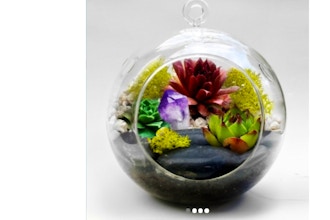 Plant Nite: Hanging Glass Globe with Large Black